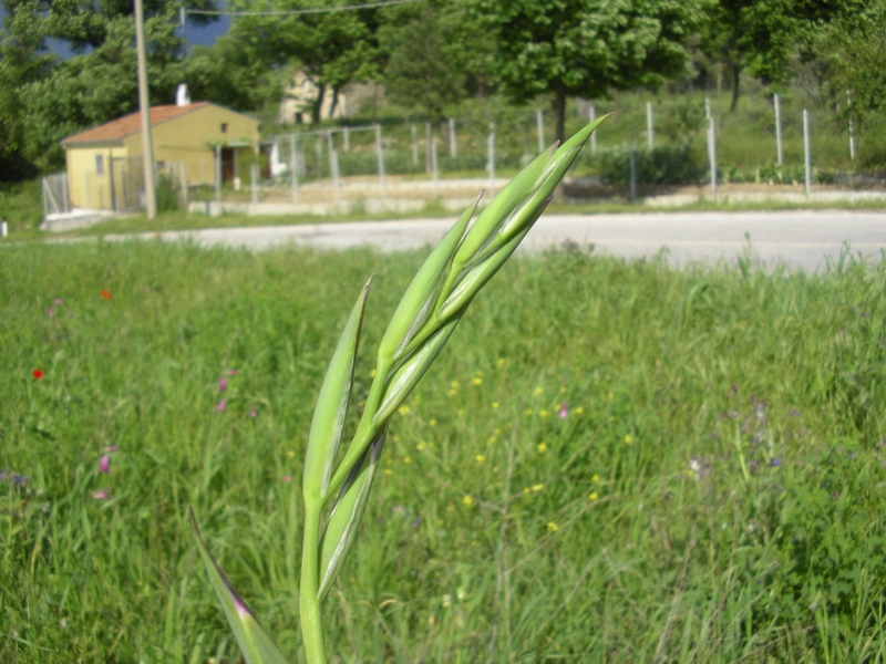 Gladiolus italicus (=segetum) / Gladiolo delle messi