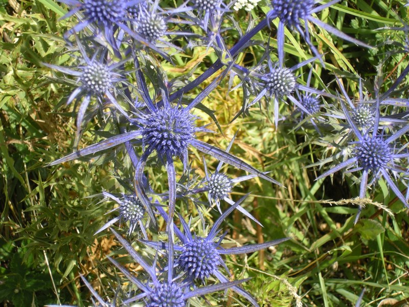 Eryngium amethystinum / Calcatreppola ametistina