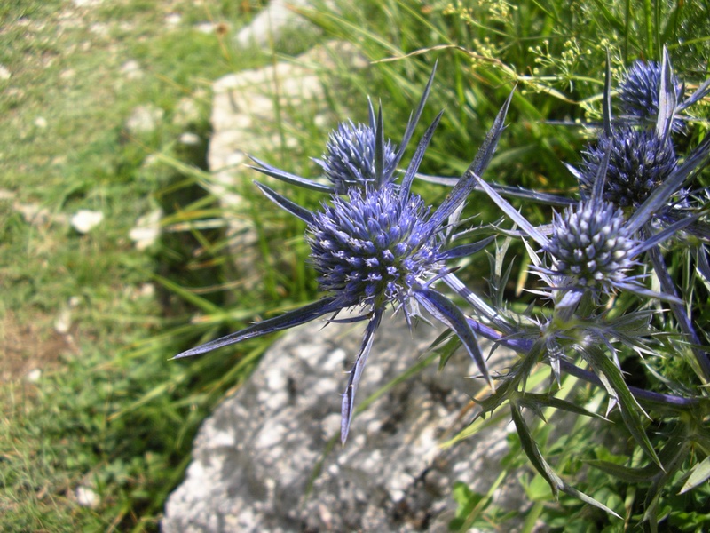 Eryngium amethystinum / Calcatreppola ametistina