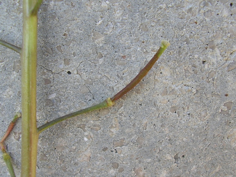 Diplotaxis erucoides / Ruchetta violacea