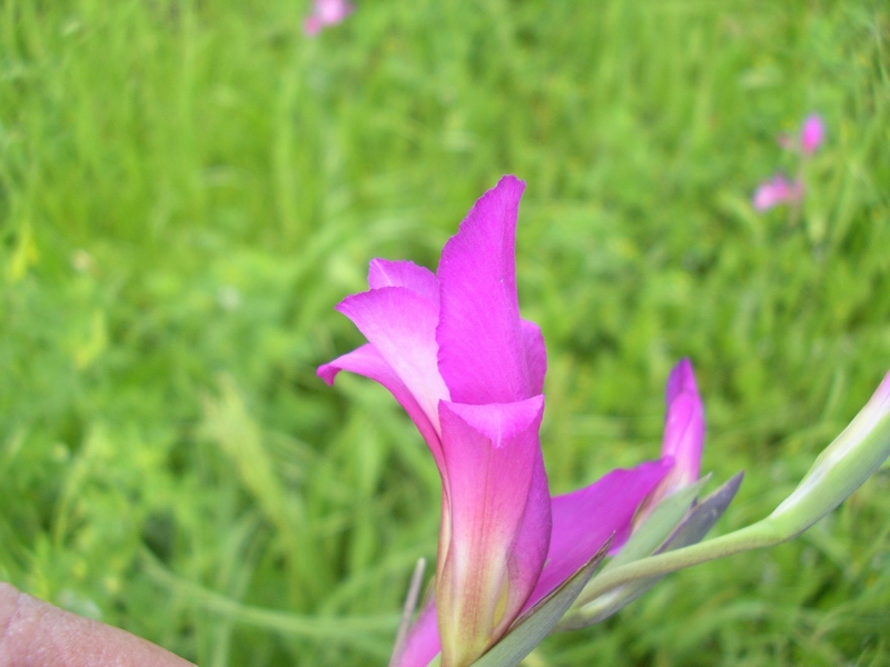 Gladiolus italicus (=segetum) / Gladiolo delle messi