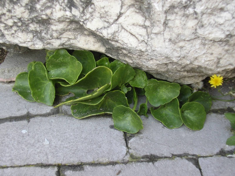 Pianta che vive sui muri da identificare (Umbilicus sp.)