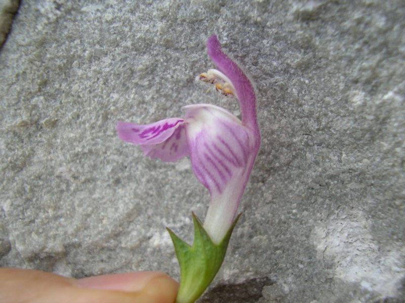 Lamium maculatum