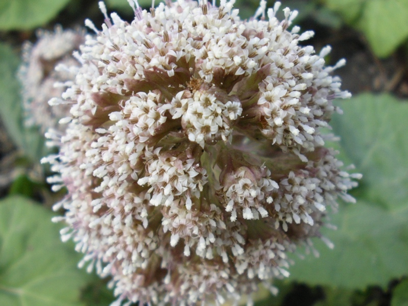 Petasites albus / Petasite bianco