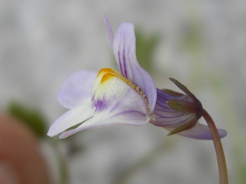 trovata su un muro a secco. Cymbalaria muralis