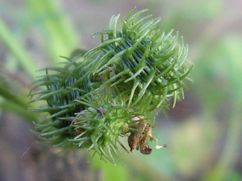 Medicago arabica / Erba medica araba