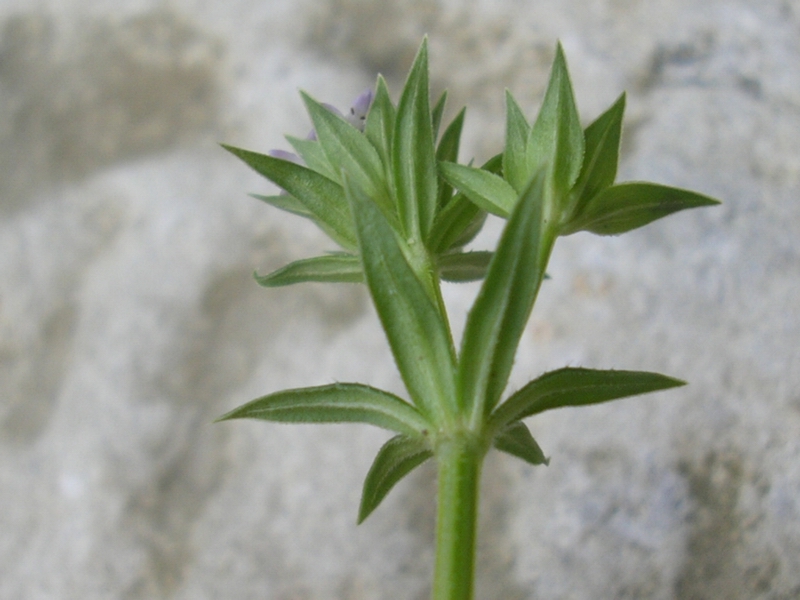 Sherardia arvensis