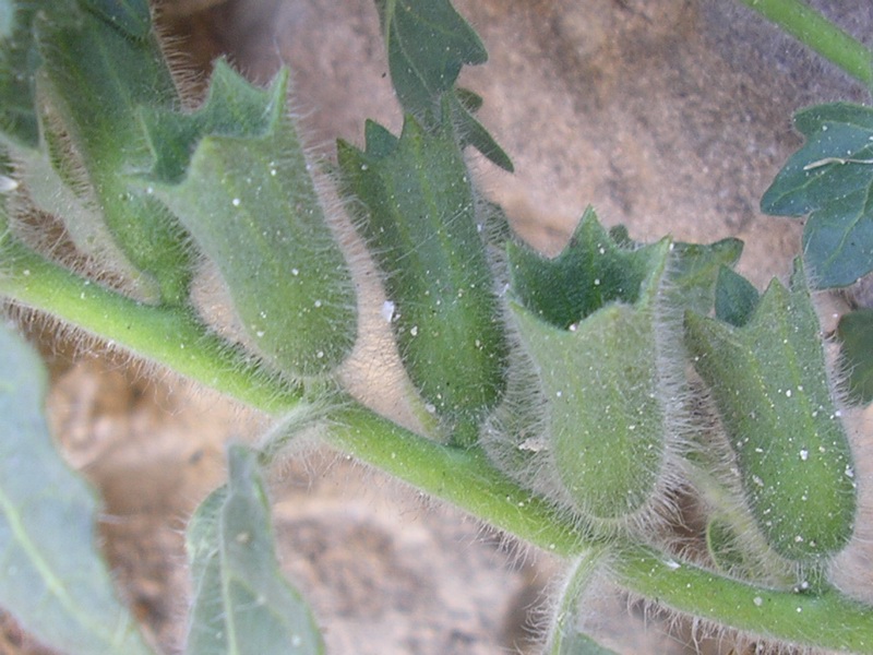 Hyoscyamus albus / Giusquiamo bianco