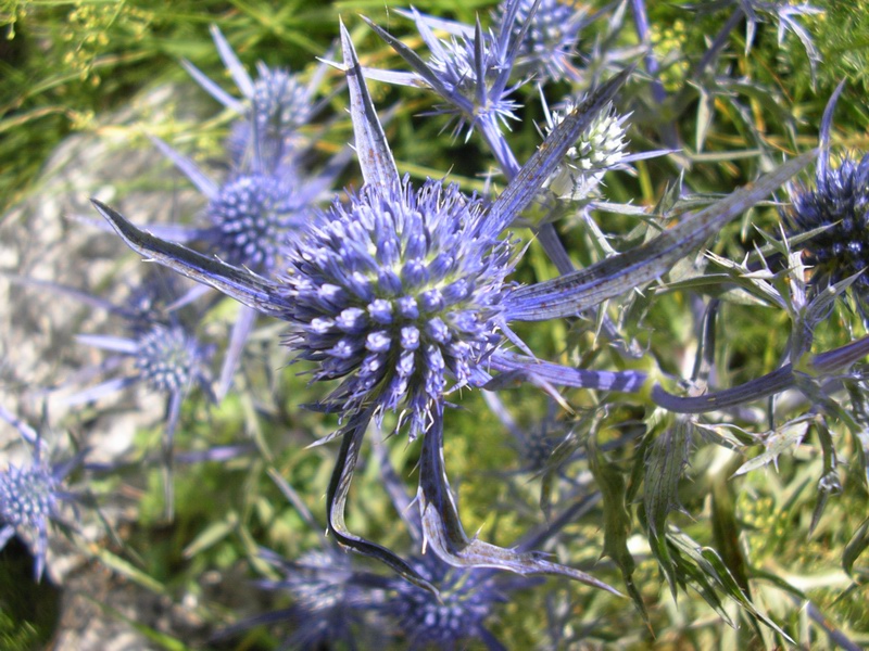 Eryngium amethystinum / Calcatreppola ametistina