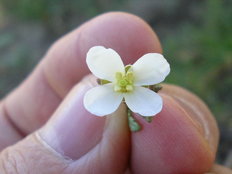 Diplotaxis erucoides / Ruchetta violacea