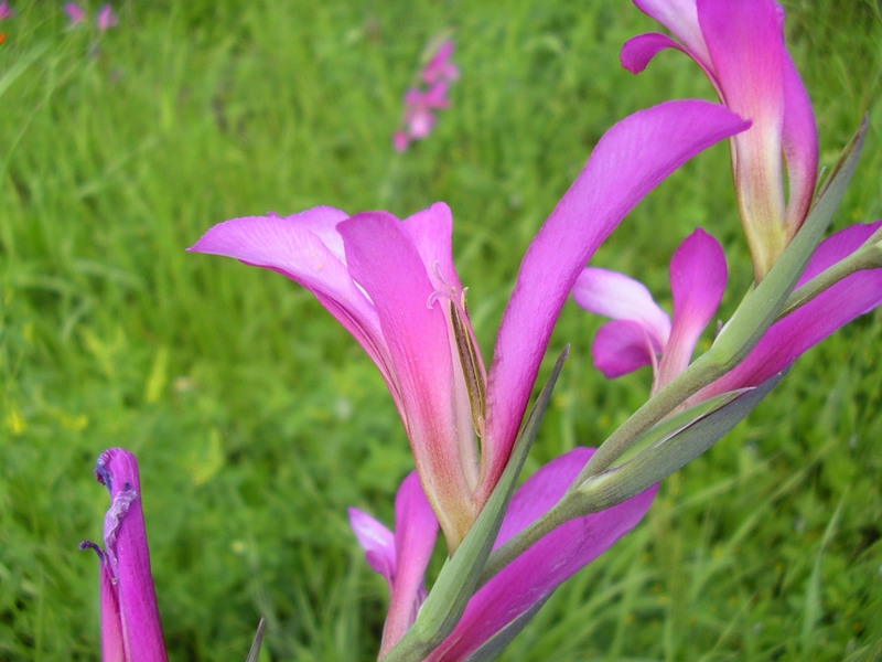 Gladiolus italicus (=segetum) / Gladiolo delle messi