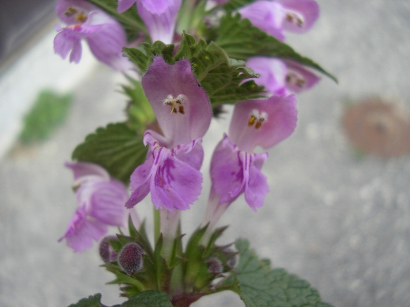 Lamium maculatum