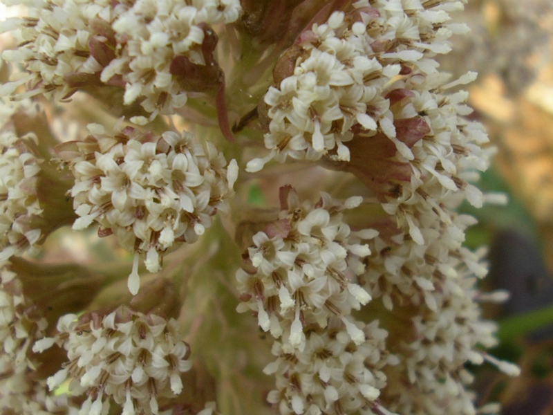 Petasites albus / Petasite bianco