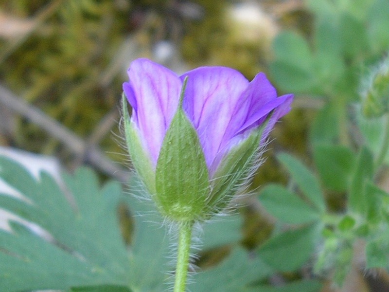 Geranium sanguineum