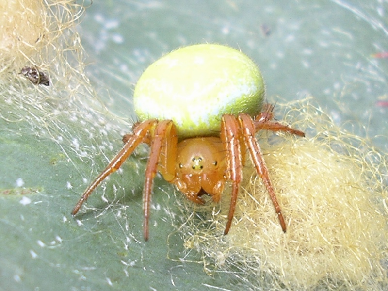 Araniella sp.