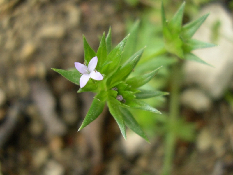 Sherardia arvensis