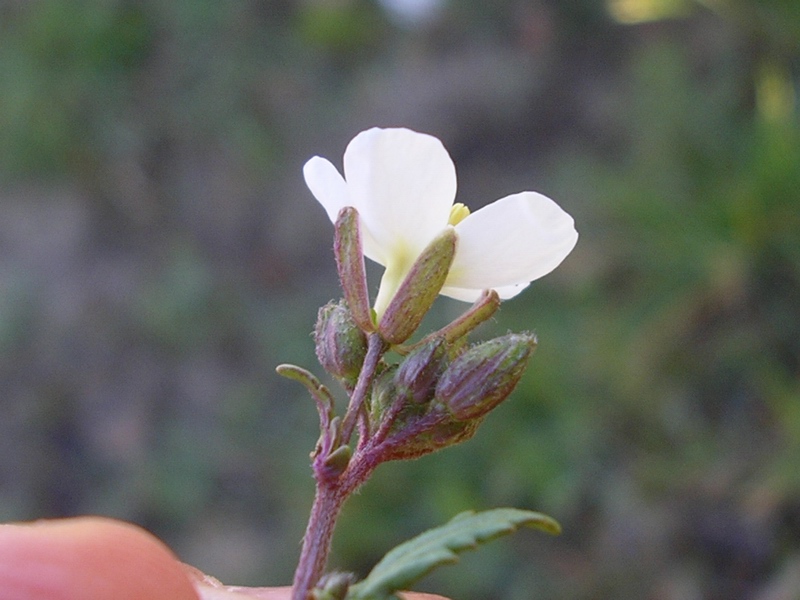 Diplotaxis erucoides / Ruchetta violacea