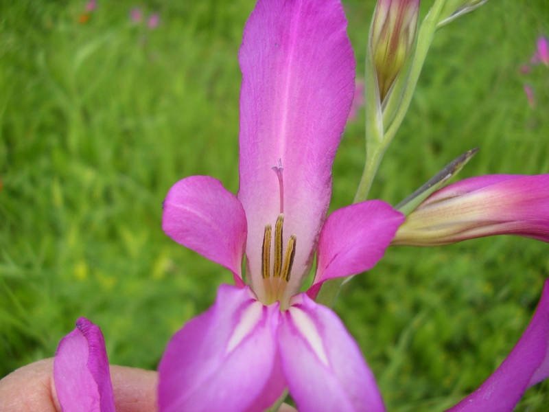 Gladiolus italicus (=segetum) / Gladiolo delle messi