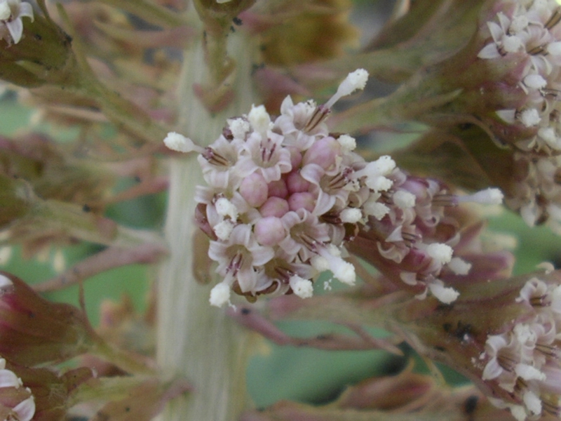 Petasites albus / Petasite bianco