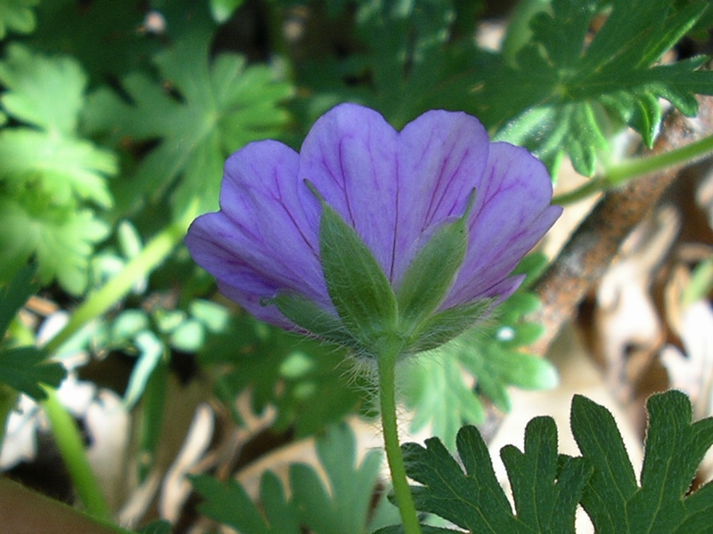 Geranium sanguineum