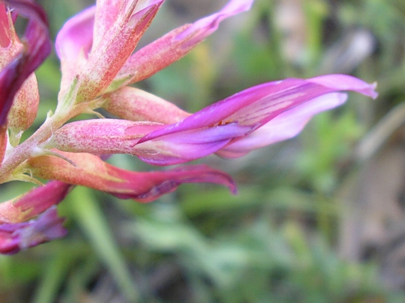 Astragalus monspessulanus / Astragalo di Montpellier