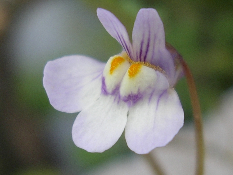 trovata su un muro a secco. Cymbalaria muralis