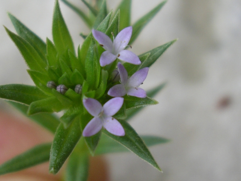 Sherardia arvensis