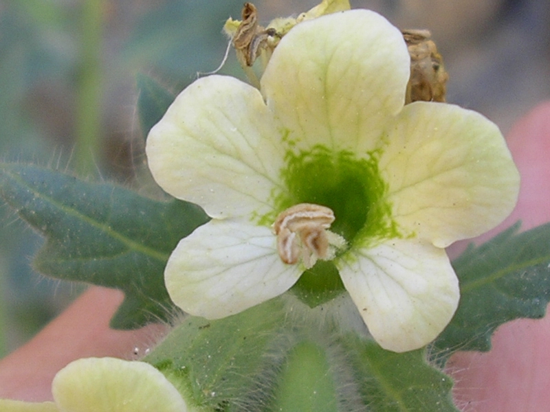 Hyoscyamus albus / Giusquiamo bianco