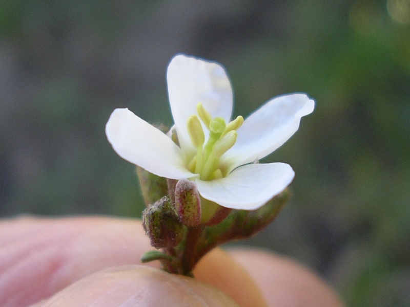 Diplotaxis erucoides / Ruchetta violacea