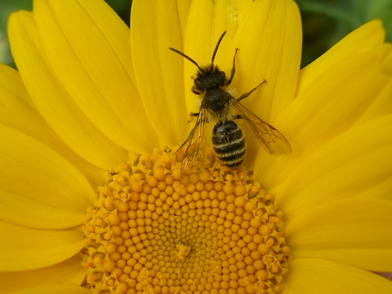 Andrena flavipes