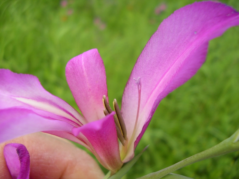 Gladiolus italicus (=segetum) / Gladiolo delle messi