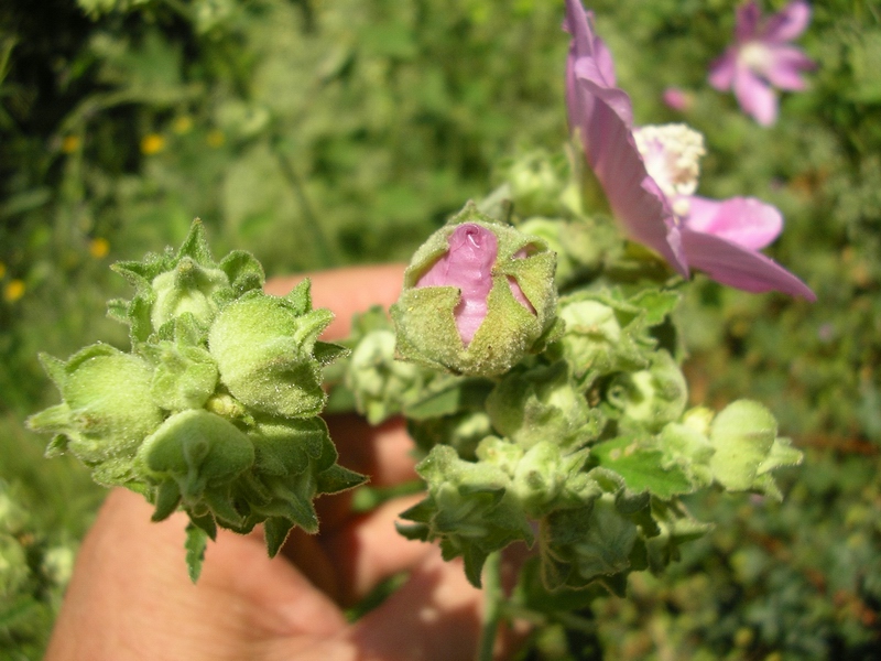 Malva thuringiaca