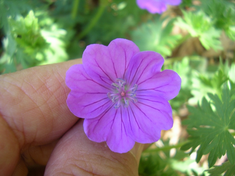 Geranium sanguineum