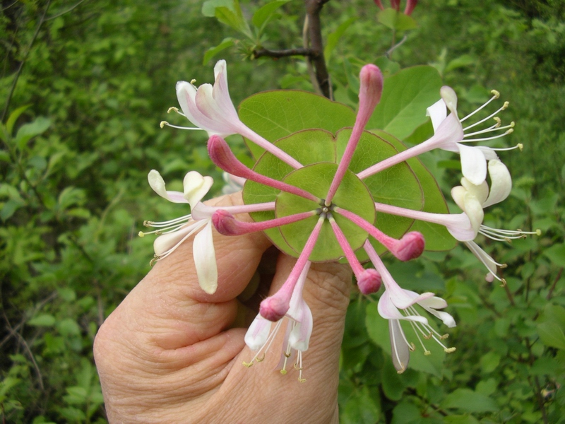 Lonicera caprifolium / Caprifoglio comune, abbracciabosco