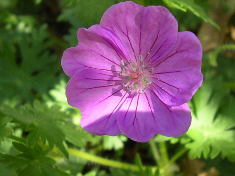 Geranium sanguineum