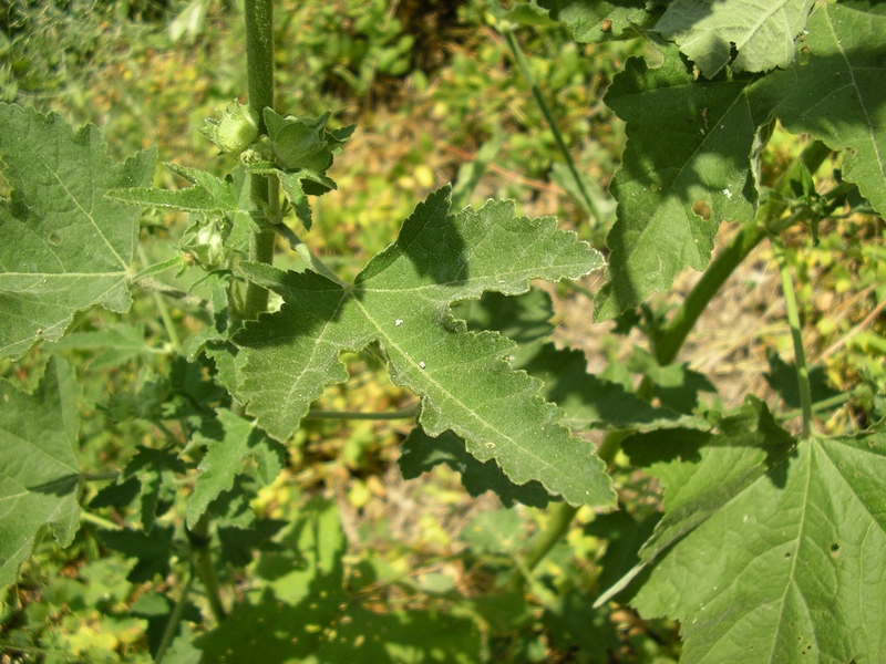 Malva thuringiaca