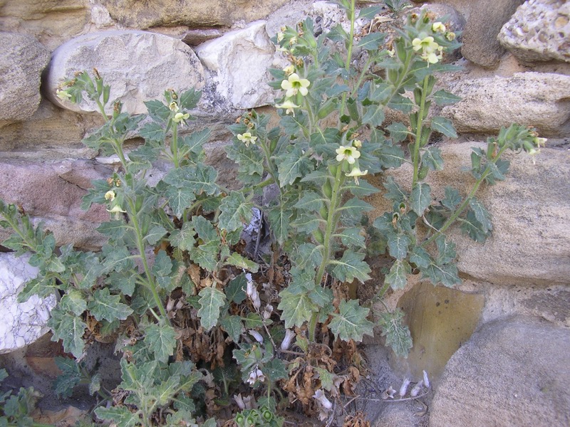 Hyoscyamus albus / Giusquiamo bianco