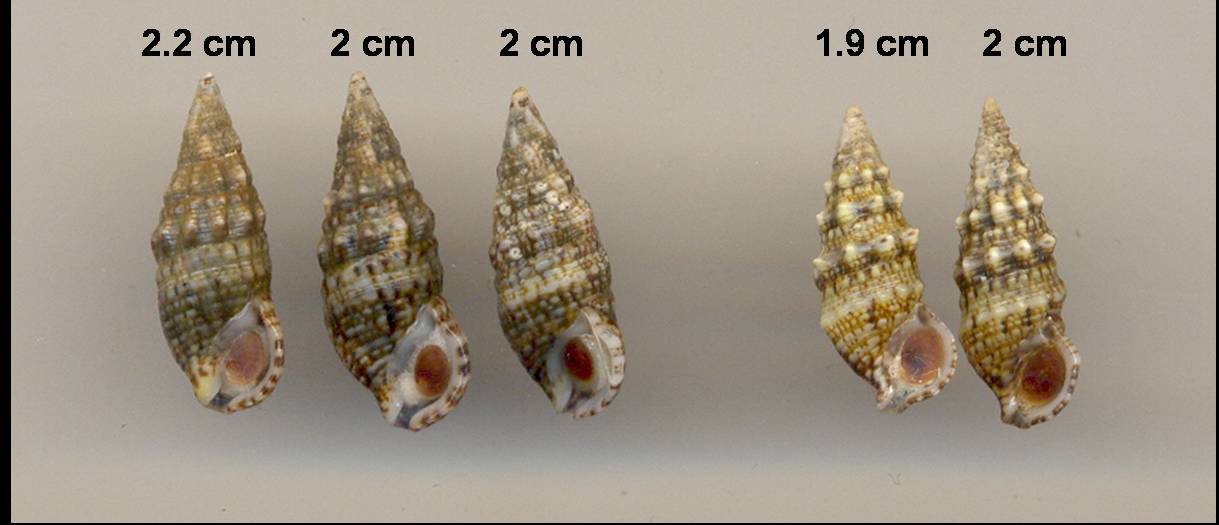 Cerithium lividulum o renovatum??