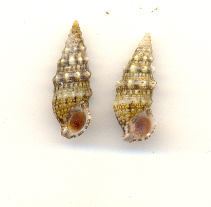 Cerithium lividulum o renovatum??