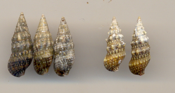 Cerithium lividulum o renovatum??