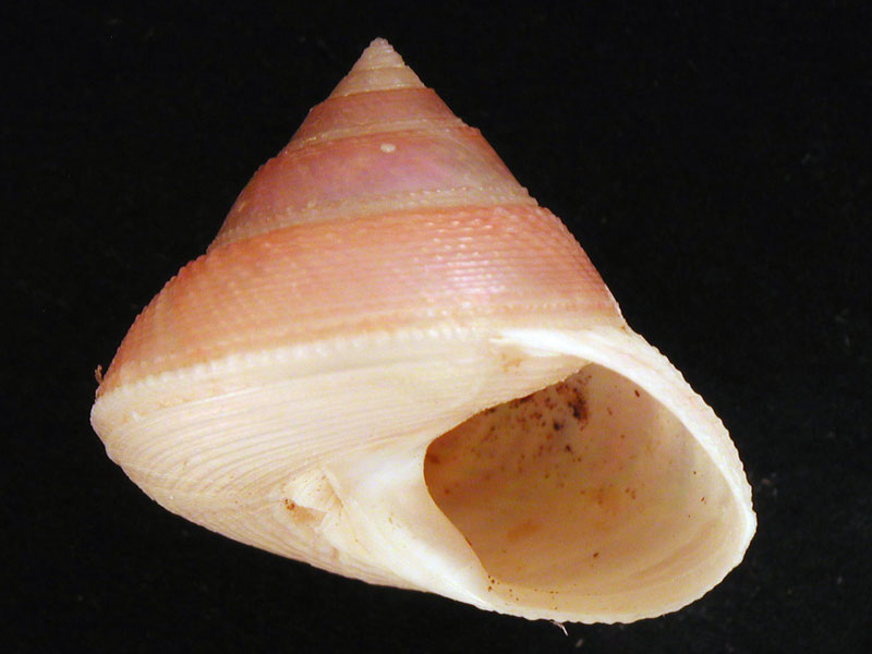 Callumbonella suturale