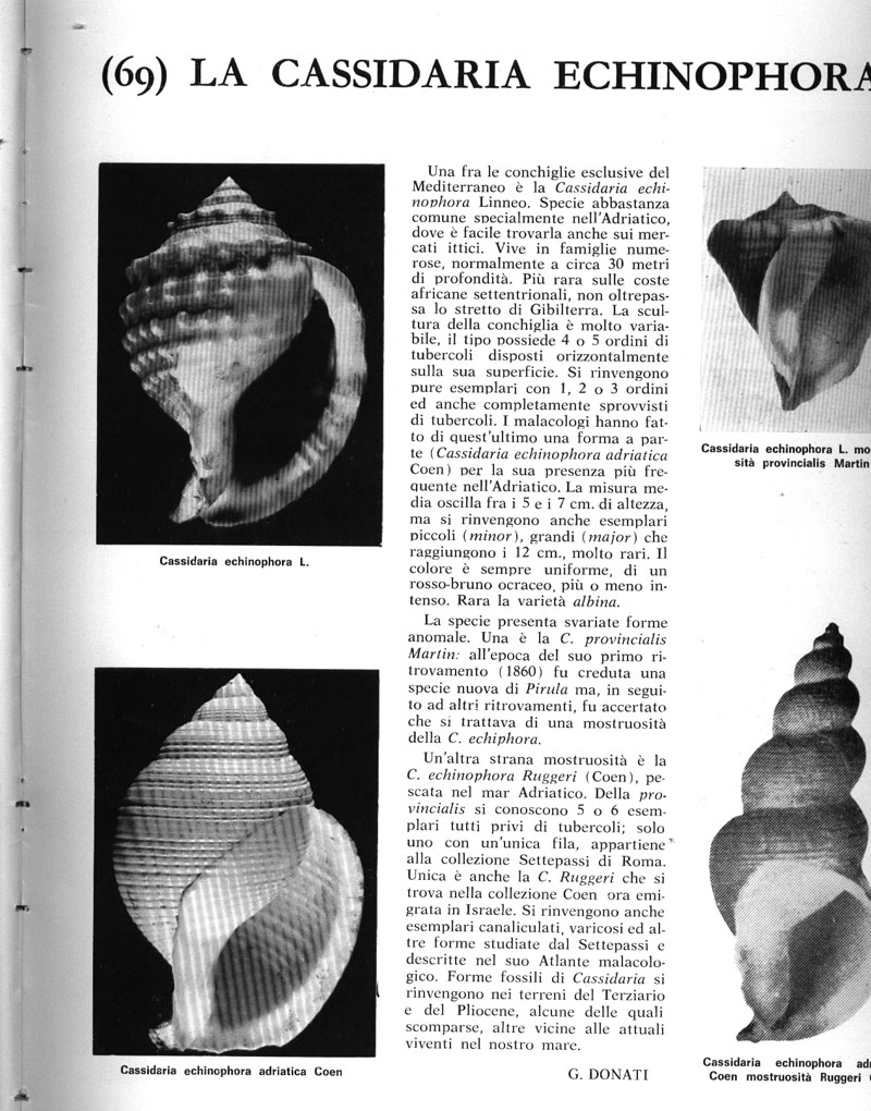 Il vostro parere su echinophora e sottospecie