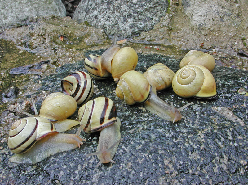 Cepaea nemoralis