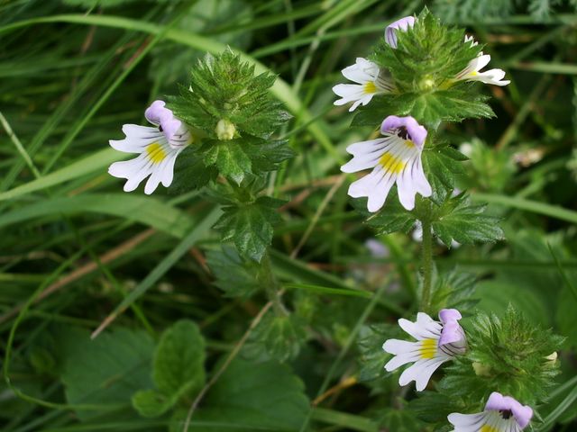 Euphrasia rostkoviana / Eufrasia officinale