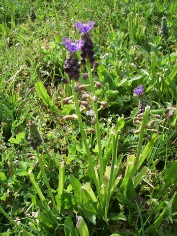 Muscari comosum / Giacinto dal pennacchio