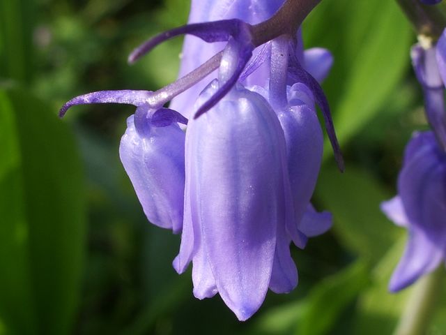 Hyacinthoides non-scripta