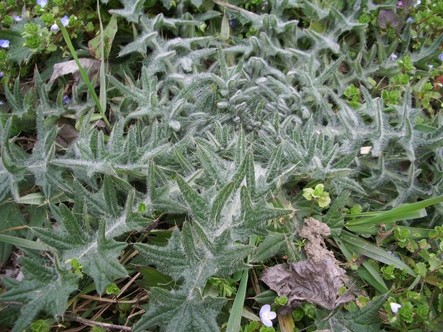 Cirsium vulgare (Asteraceae)