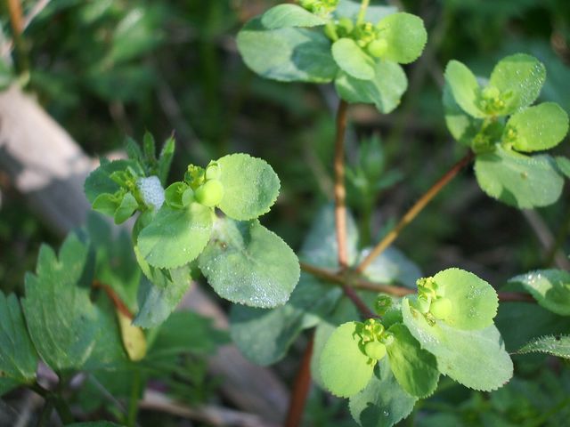 Euphorbia helioscopia