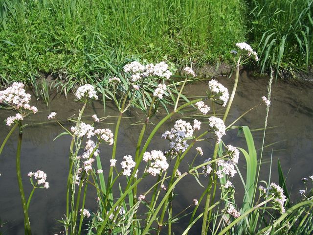 Valeriana officinalis / Valeriana comune