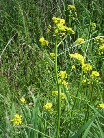 Fiori gialli da determinare